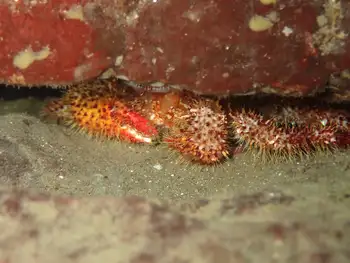 Spiny Lithoid Crab