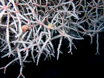 white acabaria coral