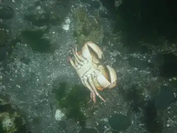 Red Rock Crab