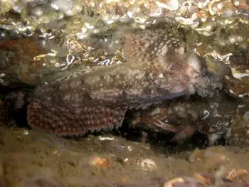 Sailfin Sculpin