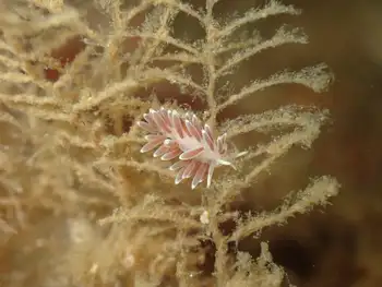 Red Flabellina Nudibranch