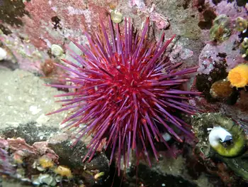 Red Sea Urchin