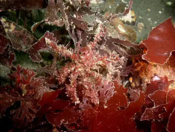 graceful decorator crab