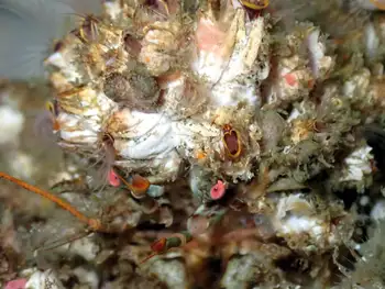 Heart Crab