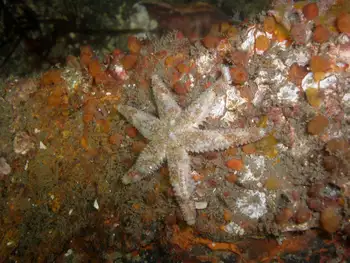 Six Rayed Star