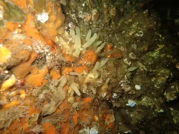 Aggregated Nipple Sponge
