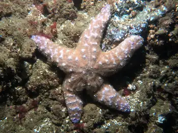 Mottled Star