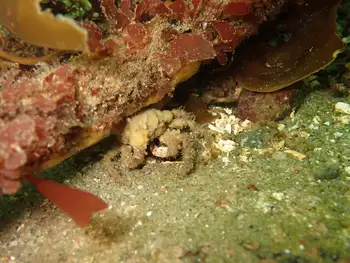 Moss Crab