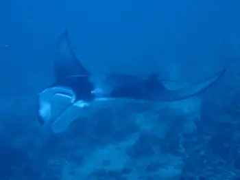 reef manta