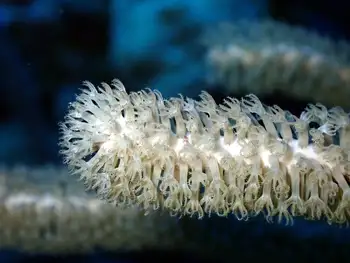 Coral