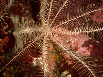 Northwest Feather Star