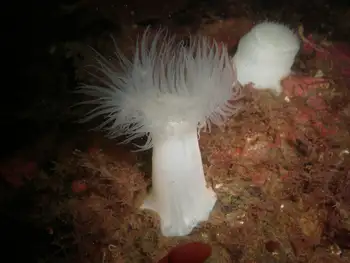 Metridium Anemone