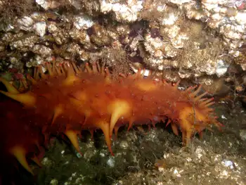 California Sea Cucumber