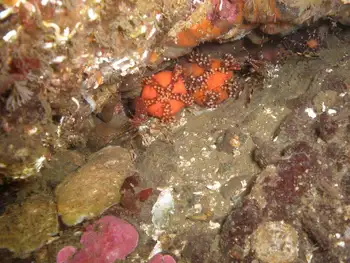 Coonstripe Shrimp