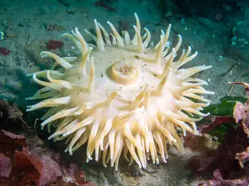 sand rose anemone