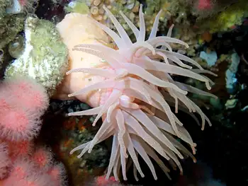 Crimson Anemone