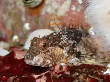Sculpin