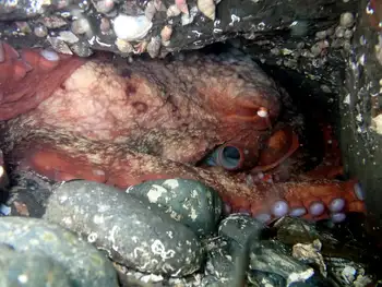 Giant Pacific Octopus