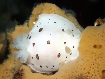 Leopard Nudibranch