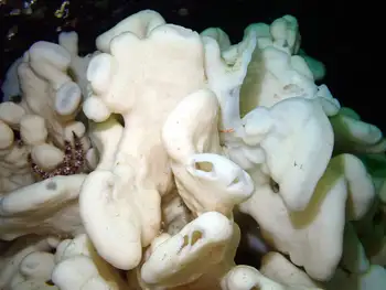 Cloud Sponge
