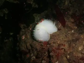 Nanaimo Nudibranchs
