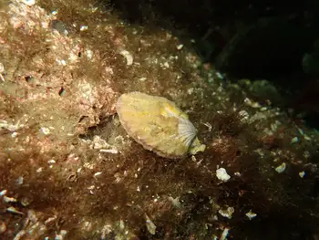 Smooth Pink Scallop