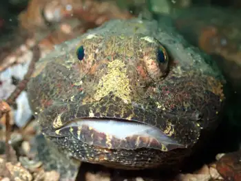 Buffalo Sculpin