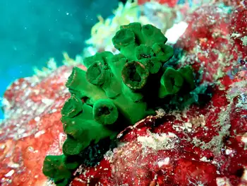 Coral
