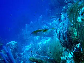 Caribbean Reef Squid