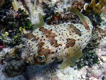 Balloonfish