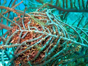 Giant Basket Star