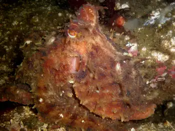 Red Octopus