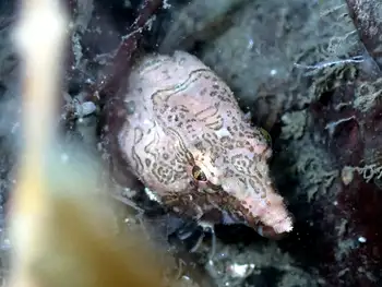 Grunt Sculpin