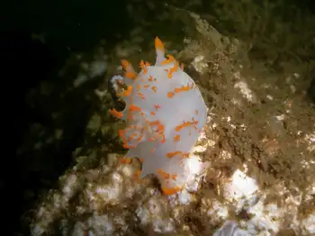 Modest Clown Nudibranch