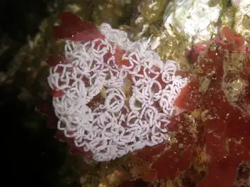 Eggs Nudibranch