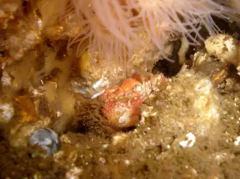 Pygmy Rock Crab