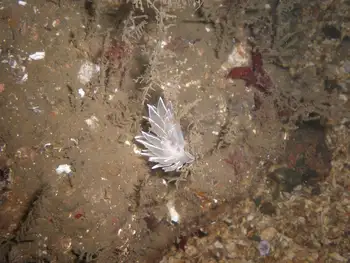 Coarse Sea Fir Hydroid