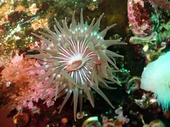 Proliferating Anemone