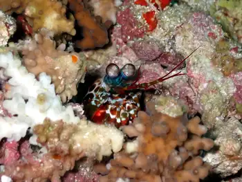 peacock mantis shrimp