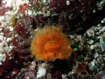 Orange Cup Coral