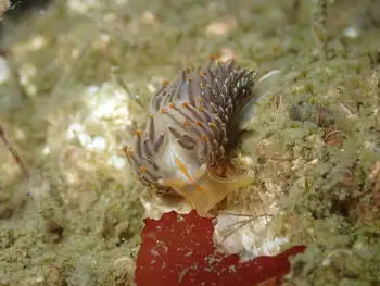 Opalescent Nudibranch