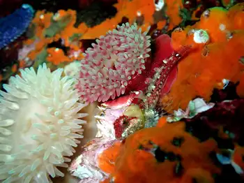 Anemones