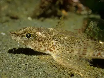 gray starsnout