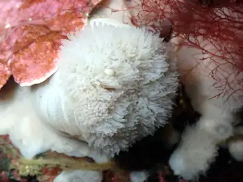 Short Plumose Anemone