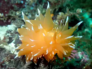 Golden Dirona Nudibranch