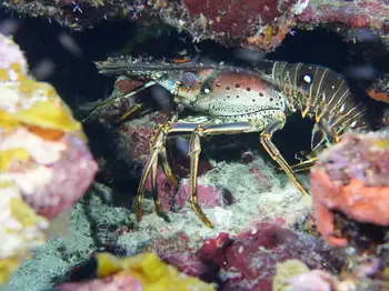 Caribbean Spiny Lobster