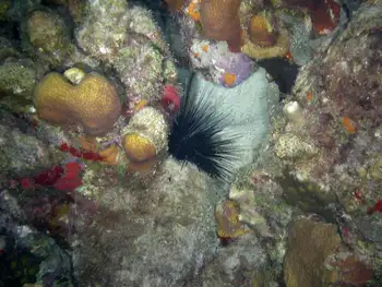 Black Sea Urchin