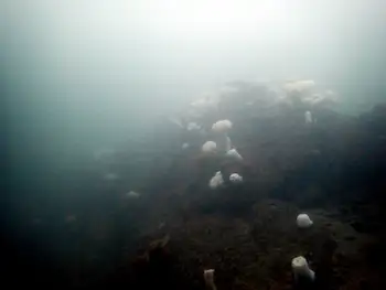 Metridium Anemones