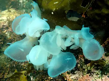 Hooded Nudibranchs