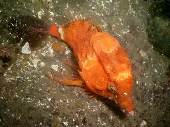 Grunt Sculpin